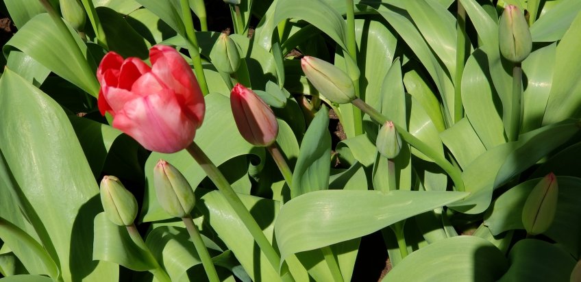 Tulips in The Commons ar Metrotech