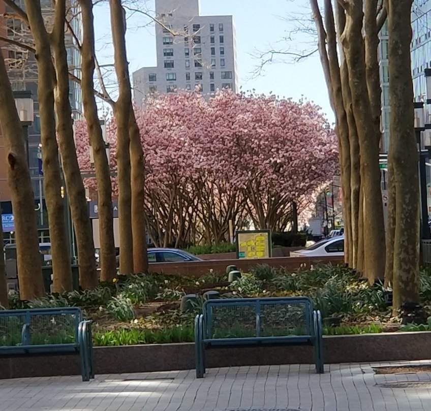 Cherry blossoms in The Commons at Metrotech